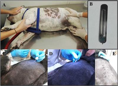 Dog allergy test for humans new arrivals